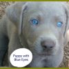 Puppy image with blue eyes