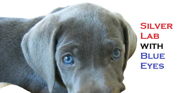 Silver Lab Puppies with Blue Eyes