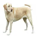 Yellow Lab Girl Names-250 Unique Dog Names-Updated 2021