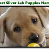 Lab Puppies name , Retriever puppies name