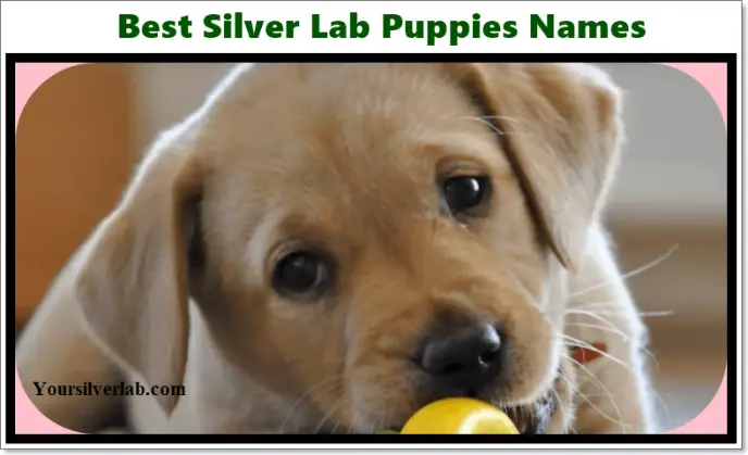 Lab Puppies name , Retriever puppies name