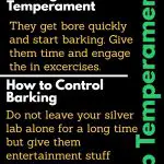 Silver Lab Temperaments