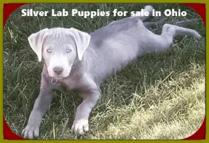 Silver Lab Puppies for sale in Ohio