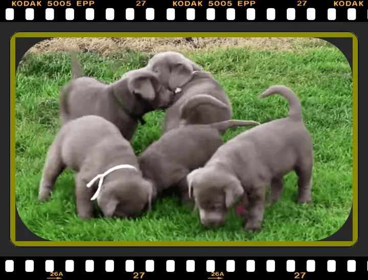 Silver Lab puppies for sale in PA