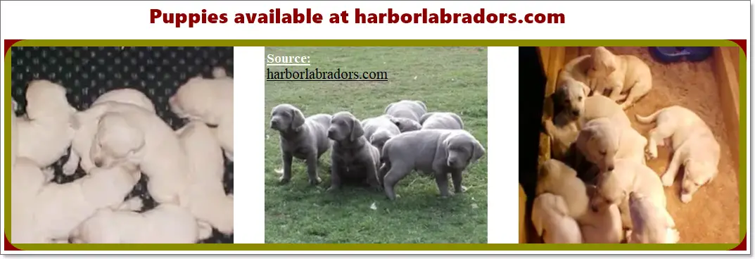 Silver Lab Puppies for Sale
