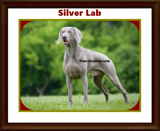 silver lab AKC 01