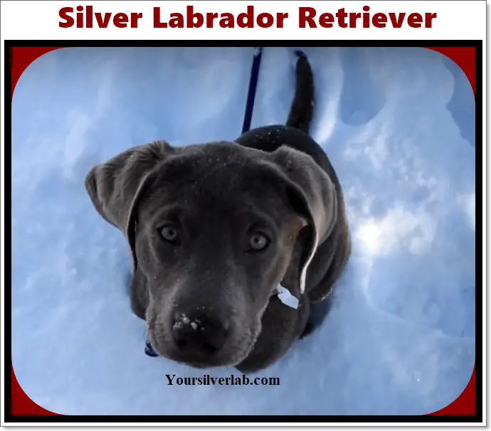 Silver Labrador retriever, golden retriever and chocolate retriever