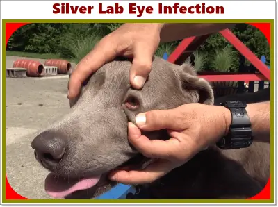 Silver Lab health issues, eyes infection, Ear Infection, skin Problem