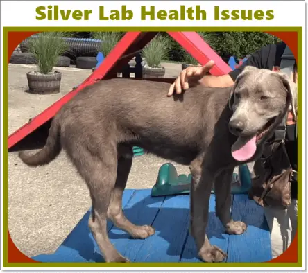silver lab health issues, ear problem and hip joints issue