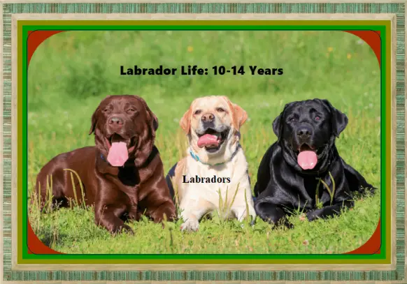 Silver Lab Life span, Life Period, Total Life