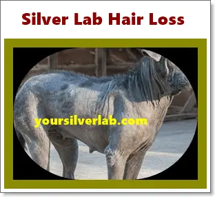 Silver Lab Hair Loss