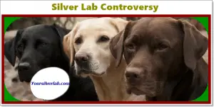 Silver Lab Controversy in 2020