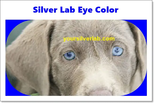 Silver lab eye color