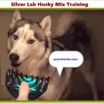 Silver Lab Husky Mix