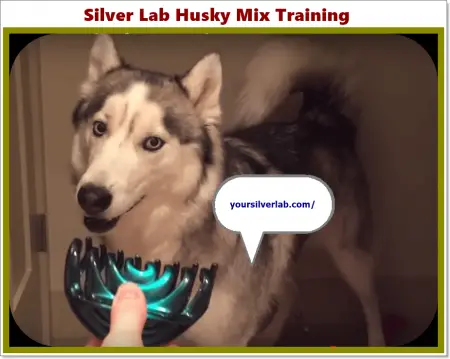 Silver Lab Husky Mix 