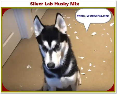 Silver Lab Husky Mix full information