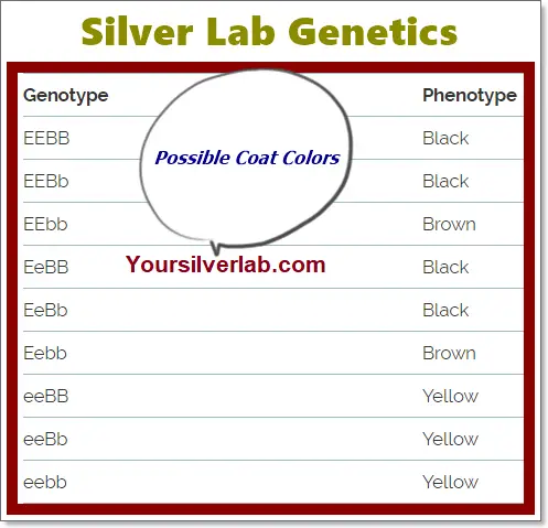 Silver Lab Genetics Study