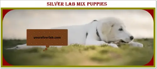 Silver Lab Mix Puppies