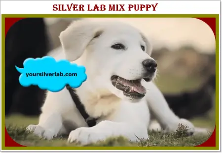 Silver Lab Mix Puppies image