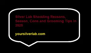 Silver Lab Shedding Reasons, Season, Cons and Grooming Tips
