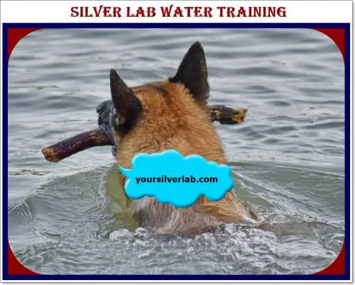 Silver Lab Water Training Tips