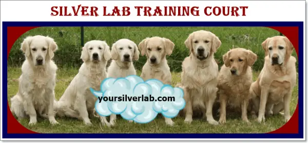 Silver Lab Training sessions