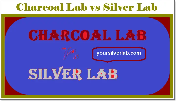 Charcoal Lab vs Silver Lab Differences