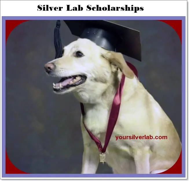 Silver Lab Scholarship