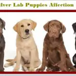 Silver Lab Training sessions and Pets demand from owner