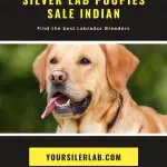 Silver Lab Puppies for Sale in Indiana-Friendly Labrador Breeders 2022