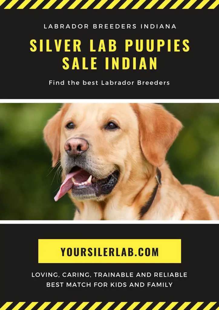 Silver lab puppies for sale in Indiana with low price