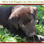 Silver Lab Puppies for Sale in Georgia- Price, Images Easy Location 2022