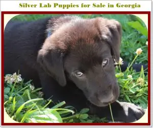 Silver Lab puppies for Sale in Georgia in 2020 with reasonable price.