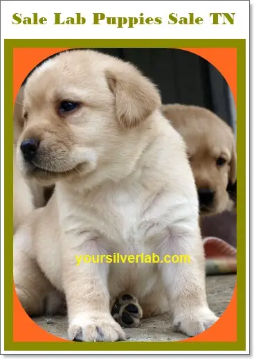 Silver Lab Puppies for Sale in TN with low price