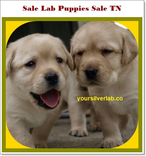 Silver Lab Puppies for Sale in TN Breeder
