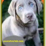 Silver Lab Puppies for Sale in California low price