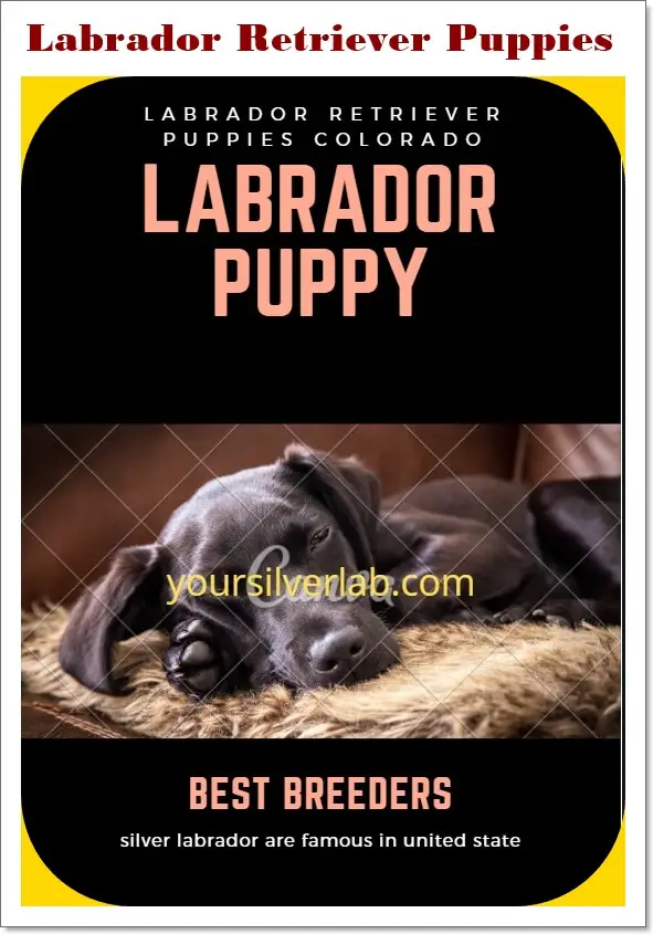 Labrador retriever puppies for sale in Ohio
