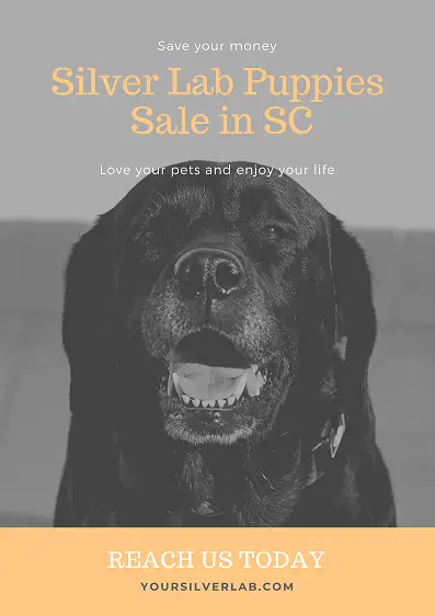 Silver Lab Puppies for Sale in SC with low price