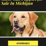 Silver Lab Puppies for Sale in Michigan-Labrador Retriever Breeders 2022