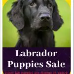How Much Does a Black Lab Cost [Labrador Price range in 2022]