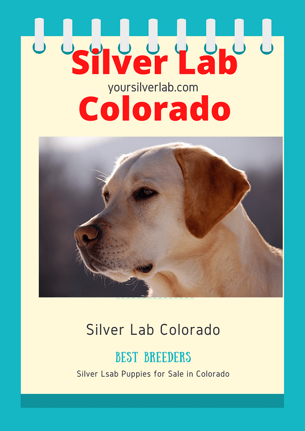 Silver Lab Colorado Breeders Price And Money Saving Techniques 2021