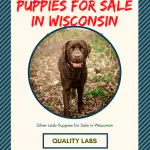 Silver Lab puppies for sale in Wisconsin
