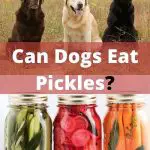 Can dogs eat Pickles