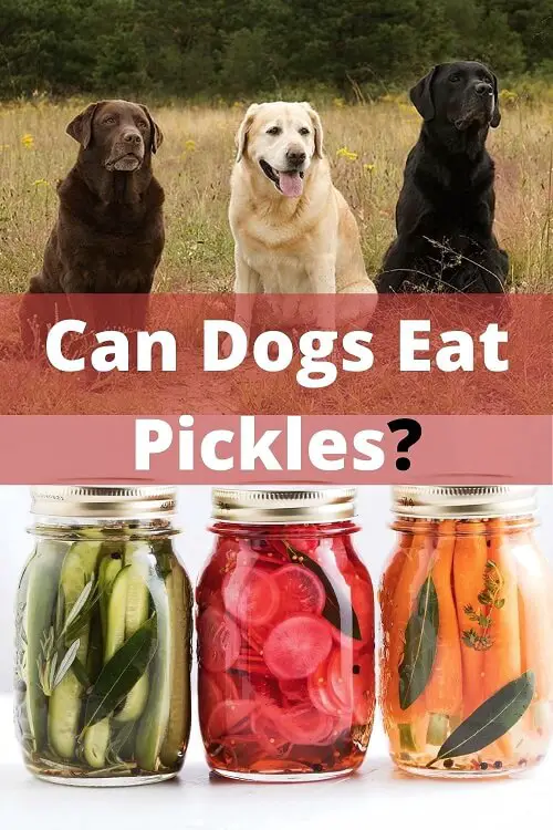 Can dogs eat Pickles