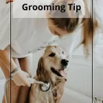 How To Groom A Labrador? Learn The Secrets To Groom Your Labrador!