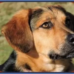 German Shepherd Beagle Mix-Beagle Shepherd Mix Puppies for sale