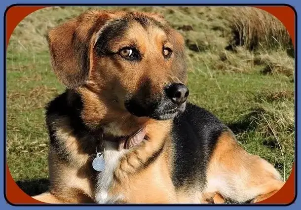 German shepherd Beagle