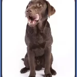 Silver Lab Puppies For Sale In Ma- Top 15 Massachusetts Breeders