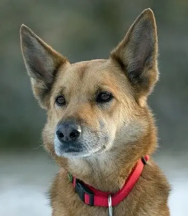 German shepherd Puppy