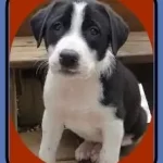 Terrier Lab Mix Puppies-Untold Facts